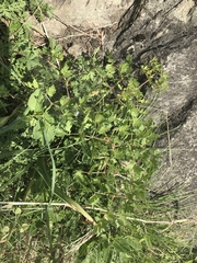 Peucedanum oreoselinum