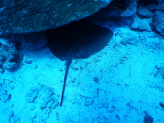 Pateobatis jenkinsii