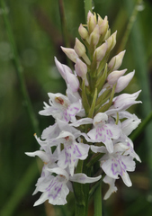 Dactylorhiza fuchsii