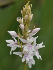 Dactylorhiza fuchsii