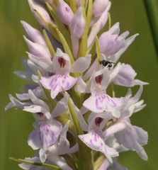 Dactylorhiza fuchsii