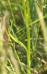 Dactylorhiza fuchsii