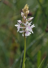 Dactylorhiza fuchsii