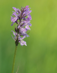 Dactylorhiza × grandis