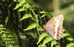 Dasyophthalma rusina