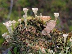 Cladonia pocillum