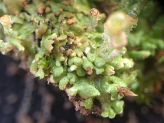 Cladonia pocillum