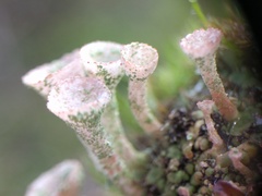 Cladonia pocillum