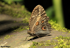 Dasyophthalma creusa