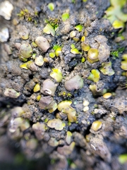 Placidium squamulosum