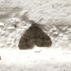 Operophtera occidentalis