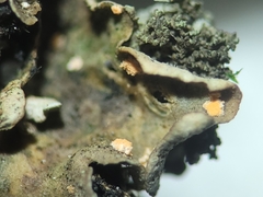 Illosporium carneum