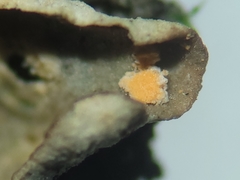 Illosporium carneum