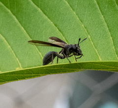 Sphiximorpha barbipes