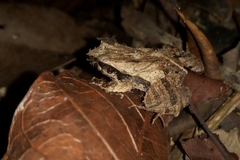 Physalaemus cuvieri