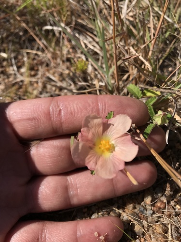 Sida dubia · iNaturalist