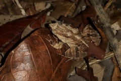 Physalaemus cuvieri