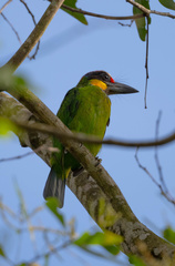 Psilopogon chrysopogon