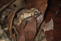 Physalaemus cuvieri