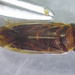 Hesperocorixa semilucida - Photo (c) Bruce P. Smith, algunos derechos reservados (CC BY-NC-ND), uploaded by Bruce P. Smith
