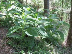 Veratrum oxysepalum
