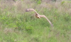 Buteo buteo vulpinus