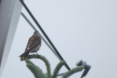 Turdus pilaris