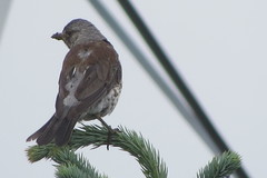 Turdus pilaris