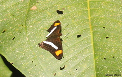 Adelpha iphiclus