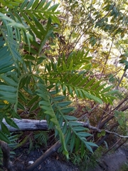 Dodonaea madagascariensis