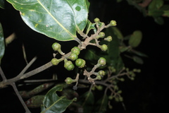 Ocotea leucoxylon
