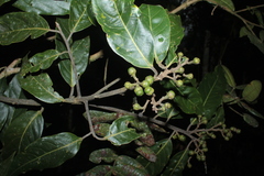 Ocotea leucoxylon