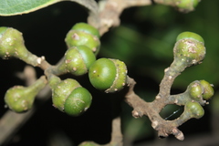 Ocotea leucoxylon