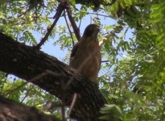 Rupornis magnirostris