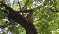 Rupornis magnirostris