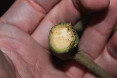 Ocotea leucoxylon
