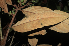 Ocotea leucoxylon