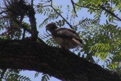 Rupornis magnirostris