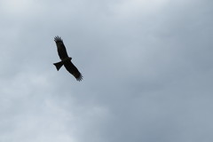 Milvus migrans
