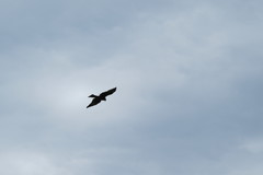Milvus migrans