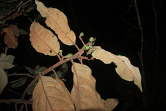 Ocotea leucoxylon