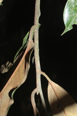 Ocotea leucoxylon