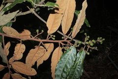Ocotea leucoxylon