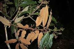 Ocotea leucoxylon