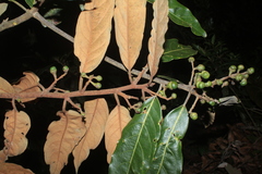 Ocotea leucoxylon