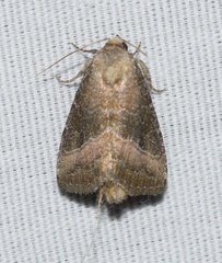 Ogdoconta