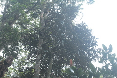 Ocotea leucoxylon