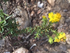 Deinandra greeneana peninsularis