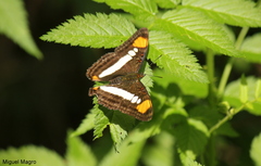 Adelpha serpa