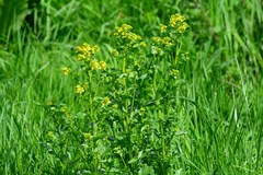 Barbarea vulgaris